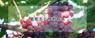 葡萄怎么修剪枝条,第1图