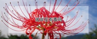 彼岸花有毒吗,第1图