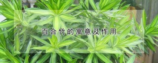 百合竹的寓意及作用,第1图