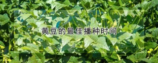 黄豆的最佳播种时间,第1图