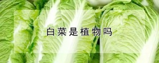 白菜是植物吗,第1图