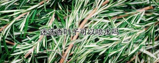 迷迭香叶子可以喷水吗,第1图