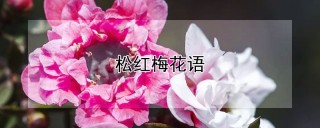 松红梅花语,第1图