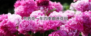 芍药花一年四季都开花吗,第1图