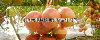 冬季大棚种植西红柿最佳时间,第1图