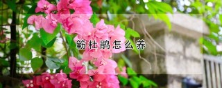 簕杜鹃怎么养,第1图