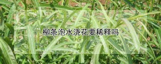 柳条泡水浇花要稀释吗,第1图