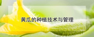 黄瓜的种植技术与管理,第1图