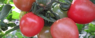 种的西红柿为什么会烂,第1图