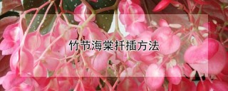 竹节海棠扦插方法,第1图