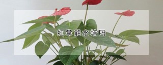 红掌能水培吗,第1图