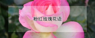 粉红玫瑰花语,第1图