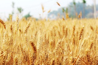 小麦的种植与管理技术,第2图
