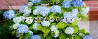 无尽夏新娘绣球的特点,第1图