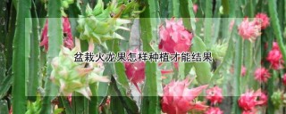 盆栽火龙果怎样种植才能结果,第1图