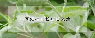 西红柿白粉病怎么治,第1图