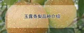 玉露香梨品种介绍,第1图