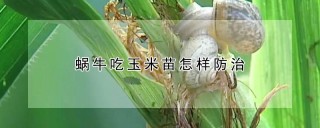 蜗牛吃玉米苗怎样防治,第1图