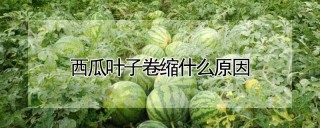 西瓜叶子卷缩什么原因,第1图