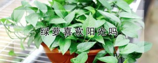 绿萝喜欢阳光吗,第1图