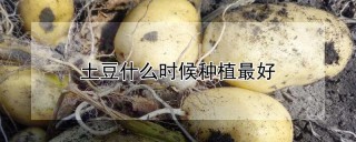 土豆什么时候种植最好,第1图