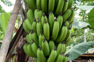 芭蕉叶是香蕉的叶子吗,第3图