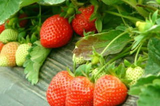 草莓什么时候种植最好 草莓的种植技术与管理,第2图