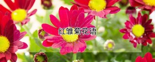红雏菊花语,第1图