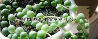 多肉佛珠开花寓意什么?,第1图