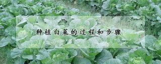 种植白菜的过程和步骤,第1图