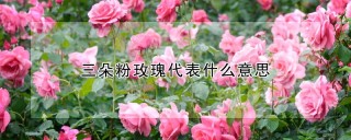 三朵粉玫瑰代表什么意思,第1图