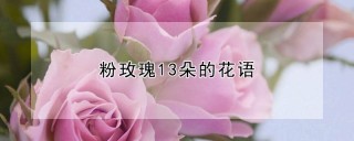 粉玫瑰13朵的花语,第1图