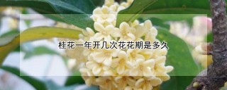 桂花一年开几次花花期是多久,第1图