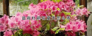 盆栽杜鹃花夏天怎么养,第1图