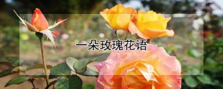 一朵玫瑰花语,第1图