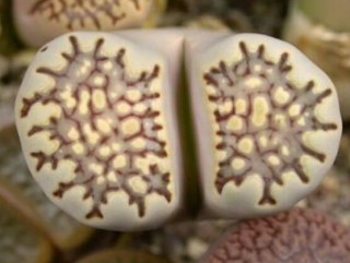 生石花有多少品种，欣赏最好看的六大品种,第2图