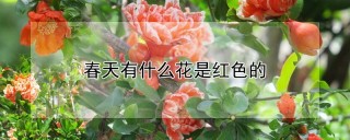 春天有什么花是红色的,第1图