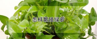 怎样繁殖绿萝,第1图