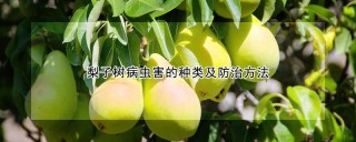 梨子树病虫害的种类及防治方法,第1图