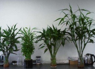 富贵竹怎么施肥，教你两种养殖施肥方法(水培与土培),第2图