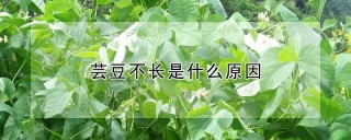 芸豆不长是什么原因,第1图