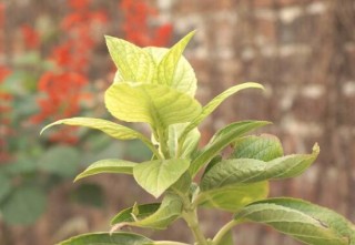 绣球花叶子发黄原因，绣球花叶子发黄怎么办,第3图