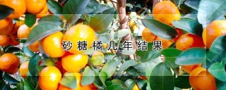 砂糖橘几年结果,第1图