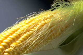 玉米种植时间和方法,第3图