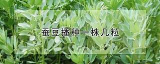 蚕豆播种一株几粒,第1图