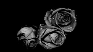 黑玫瑰的花语,第1图