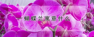 蝴蝶兰寓意什么,第1图