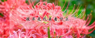 彼岸花代表着什么,第1图