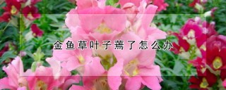 金鱼草叶子蔫了怎么办,第1图