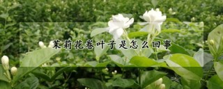 茉莉花卷叶子是怎么回事,第1图